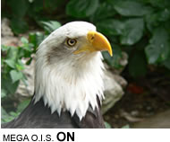 MEGA O.I.S. ON