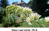 New real wide 16:9