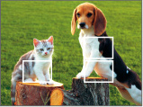 Larger focus
  areas are
  covered by
  multiple
  focus frames.