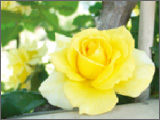 Flower (Macro)