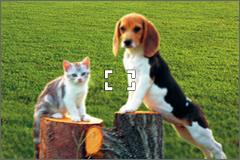 With standard AF,
the camera focuses
automatically on the
center so the
subjects on either
side are out of
focus.