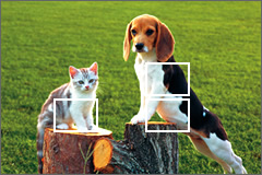 EXILIM detects
subjects and
positions focus
frames in the
optimum locations.