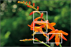 EXILIM automatically positions focus frames according to image conditions.