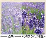 クリアライブ液晶 クリアライブ液晶
