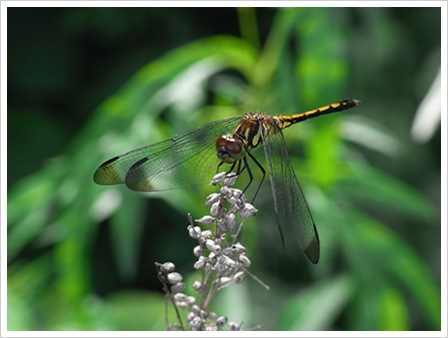 25cm macro F5.2 1/84sec ISO100(200mm)